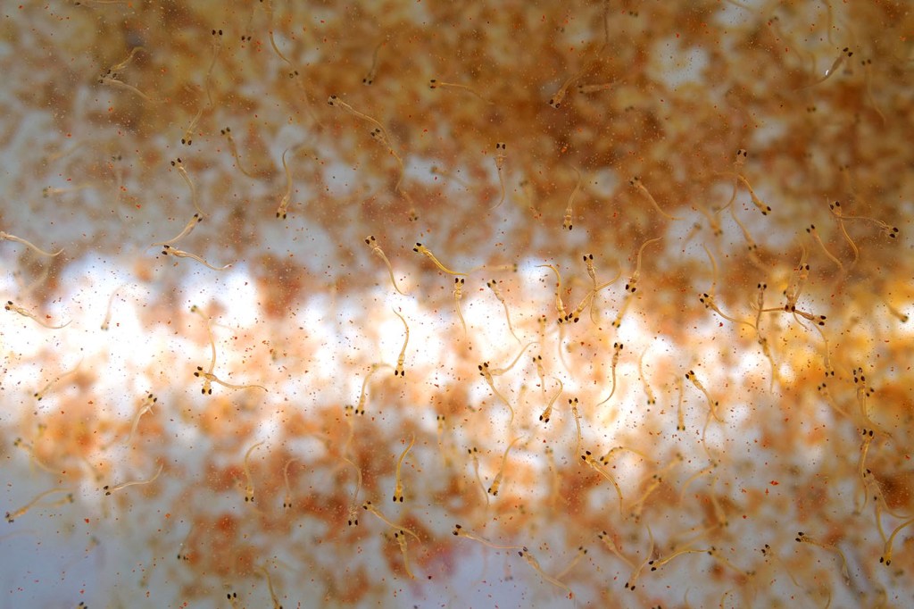 Fischzucht Rösch in Bärnau in der Oberpfalz: Nachhaltige Aufzucht von erstklassigen Besatz- und Speisefischen. Forellen und viele andere Fische hoher Qualität zur Auswahl.