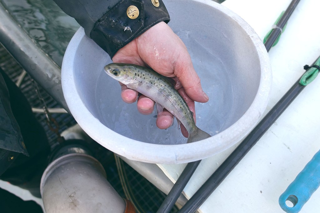 Fischzucht Rösch in Bärnau in der Oberpfalz: Nachhaltige Aufzucht von erstklassigen Besatz- und Speisefischen. Forellen und viele andere Fische hoher Qualität zur Auswahl.