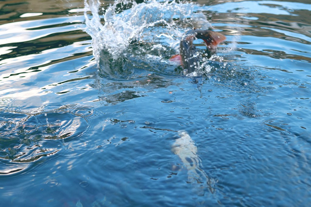 Fischzucht Rösch in Bärnau in der Oberpfalz: Nachhaltige Aufzucht von erstklassigen Besatz- und Speisefischen. Forellen und viele andere Fische hoher Qualität zur Auswahl.